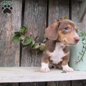 Jasper, Dachshund Puppy